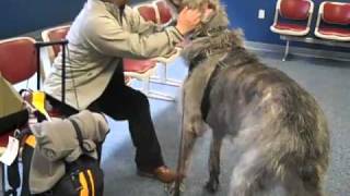 Airport Greeting by Irish Wolfhound