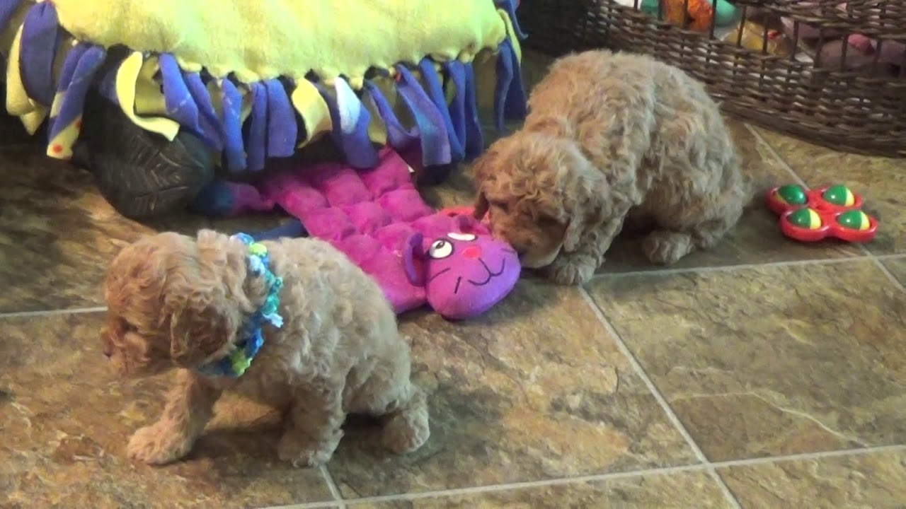 Bobby and Bailey cavapoo pups doodle معنى
