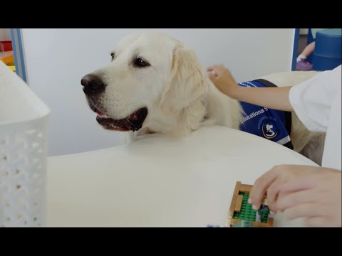 Meet Ralph... the Educational Support Dog. - YouTube