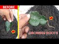 How to cuttings kaffir lime leaves 100% successful...