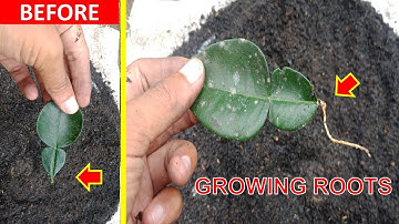How to cuttings kaffir lime leaves 100% successful...