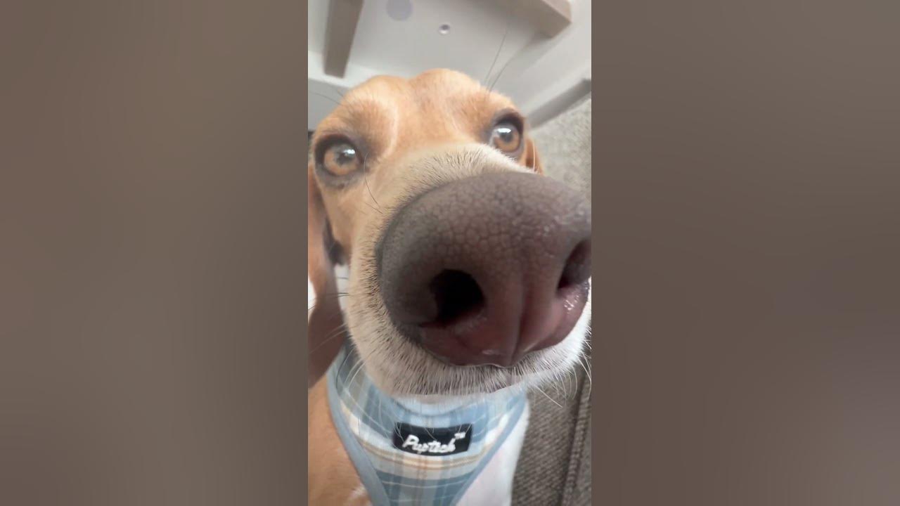 why-my-dog-have-such-a-long-nose-youtube