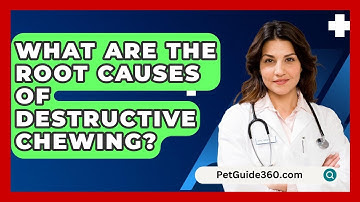 What Are The Root Causes Of Destructive Chewing? - PetGuide360.com