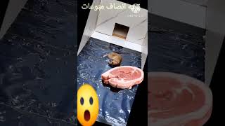 اصطياد الفئران عن طريق اللاصق #تيته_انصاف_م نوعات #shorts