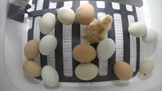 Chicks Hatching - Part 1 Profile