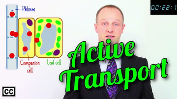 ⚡Active Transport - GCSE IGCSE 9-1 Biology - Science - Succeed Lightning Video⚡