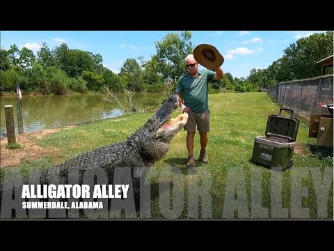 ALLIGATOR ALLEY SUMMERDALE, ALABAMA! A Quick Look Inside the Park!