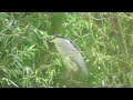 Night Heron, Sutton Courtenay 9th July 2023