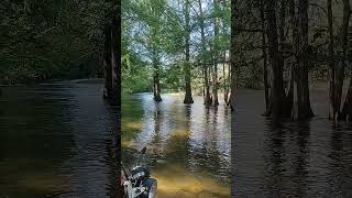 los sabinos de ocoroni Sinaloa
