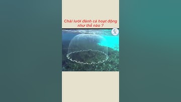 Chài lưới đánh cá hoạt động như thế nào ? l KIẾN THỨC VÔ TẬN #shorts