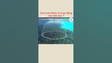 Chài lưới đánh cá hoạt động như thế nào ? l KIẾN THỨC VÔ TẬN #shorts