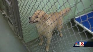 New Forsyth County Animal Services Director shares plans for shelter's future as county takes over