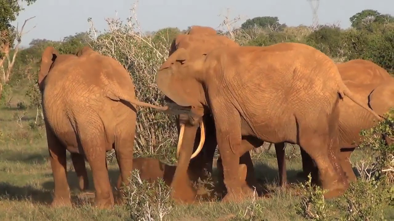 How Elephant Mother gives birth to her baby YouTube