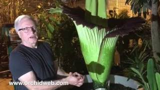 The Amazing Corpse Flower (Amorphophallus titanum) Blooming and Smoking! June 2016