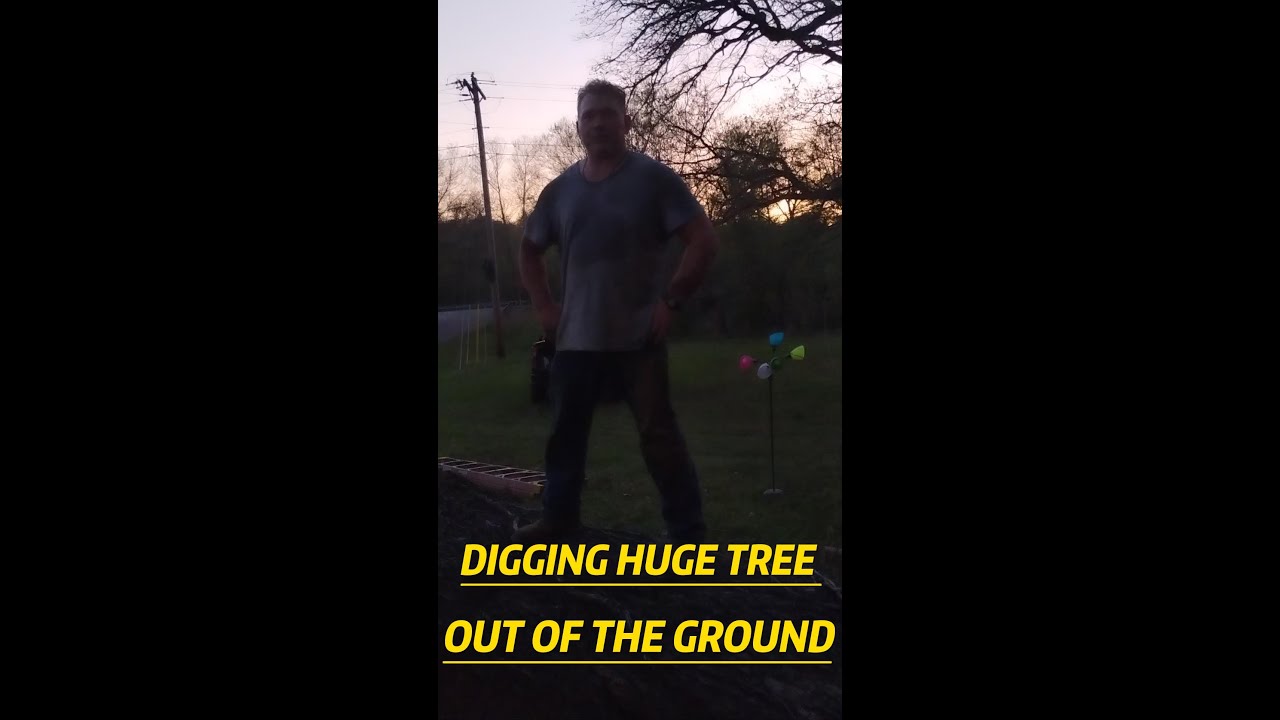 Digging HUGE tree out of the ground....BY HAND - YouTube