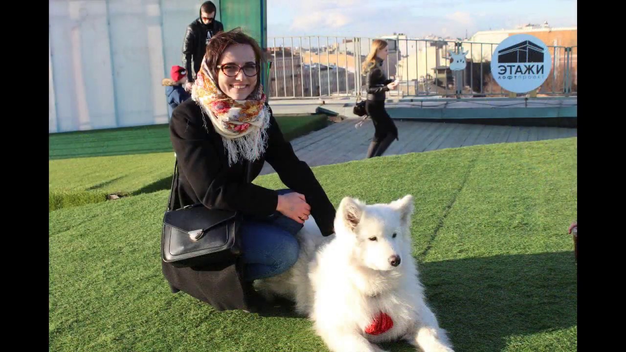 Хаски самоед. Декоративные кролики. Питер моими глазами лофт Проект ...