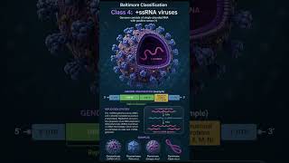 Baltimore Group IV viruses: positive-sense RNA directly guides replication @ShikshaNovaX