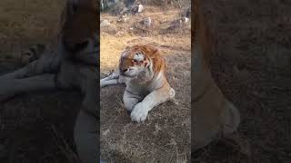 Lion King Sneezing