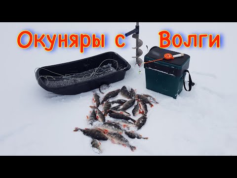 Ловля крупного окуня