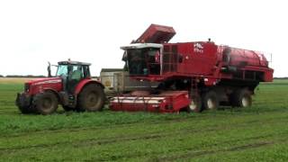 Pea Harvest