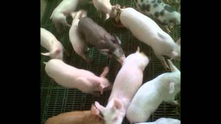 GRANJA PORCINA INTENSIVA