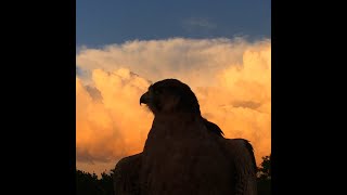 Falconry: Captive bred VS. Wild birds of prey                          #falconry