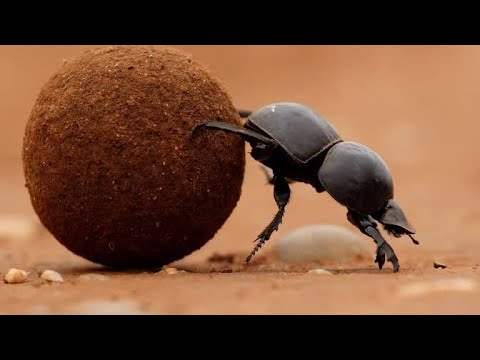 Star Insect How Dung Beetles Use The Milky Way Galaxy