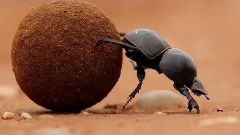 How does the dung beetle navigate using the milky way 🌌 #galaxy #beetle