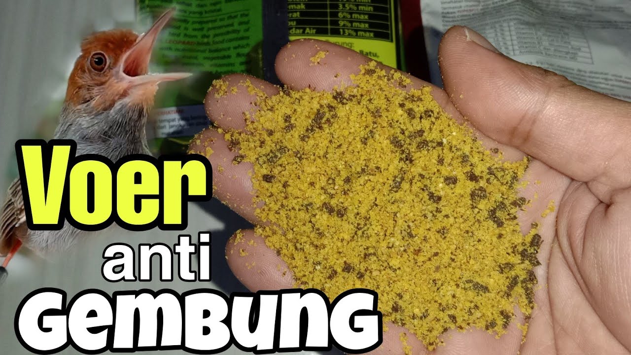 Racikan voer untuk burung prenjak & ciblek