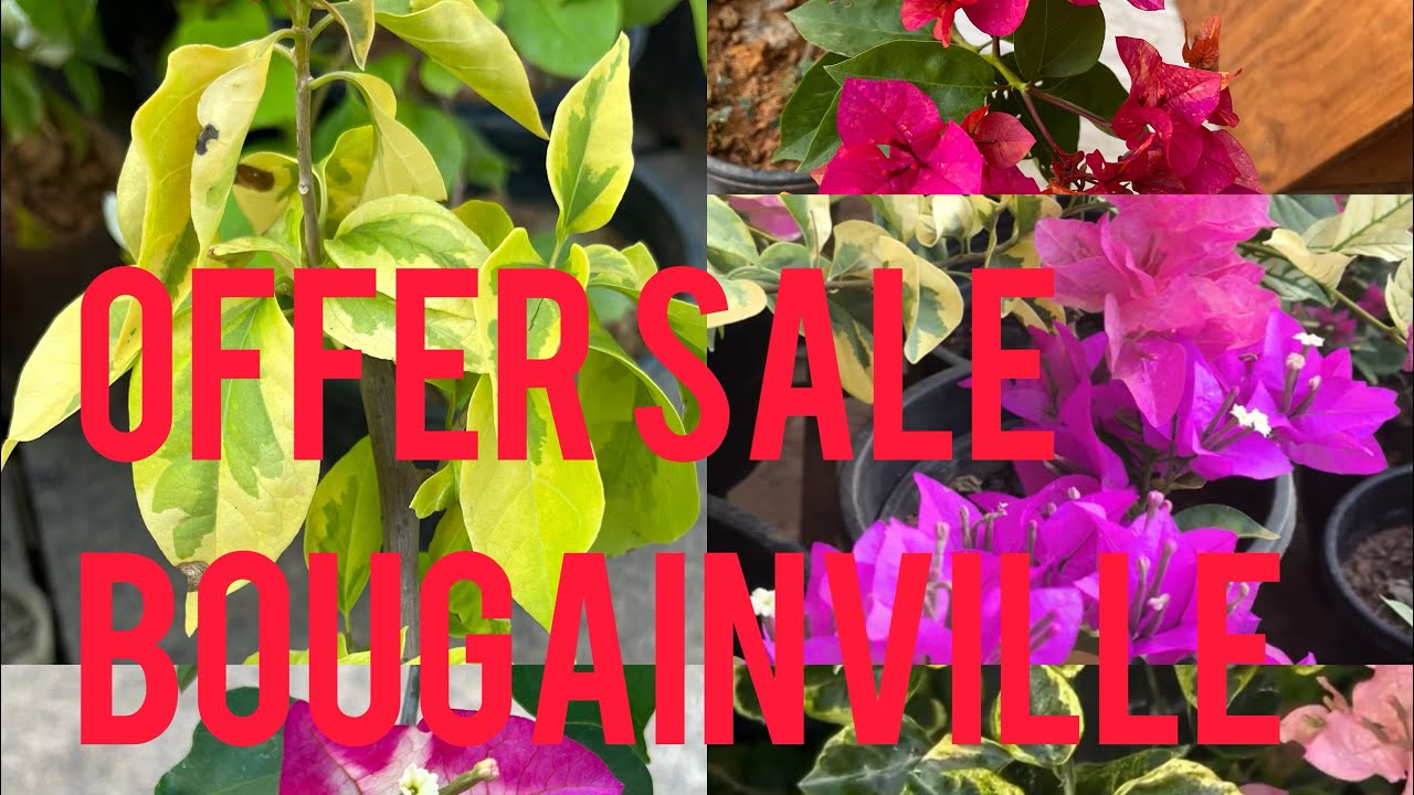 Bogenvilla online plants #plants for sale #9747448561