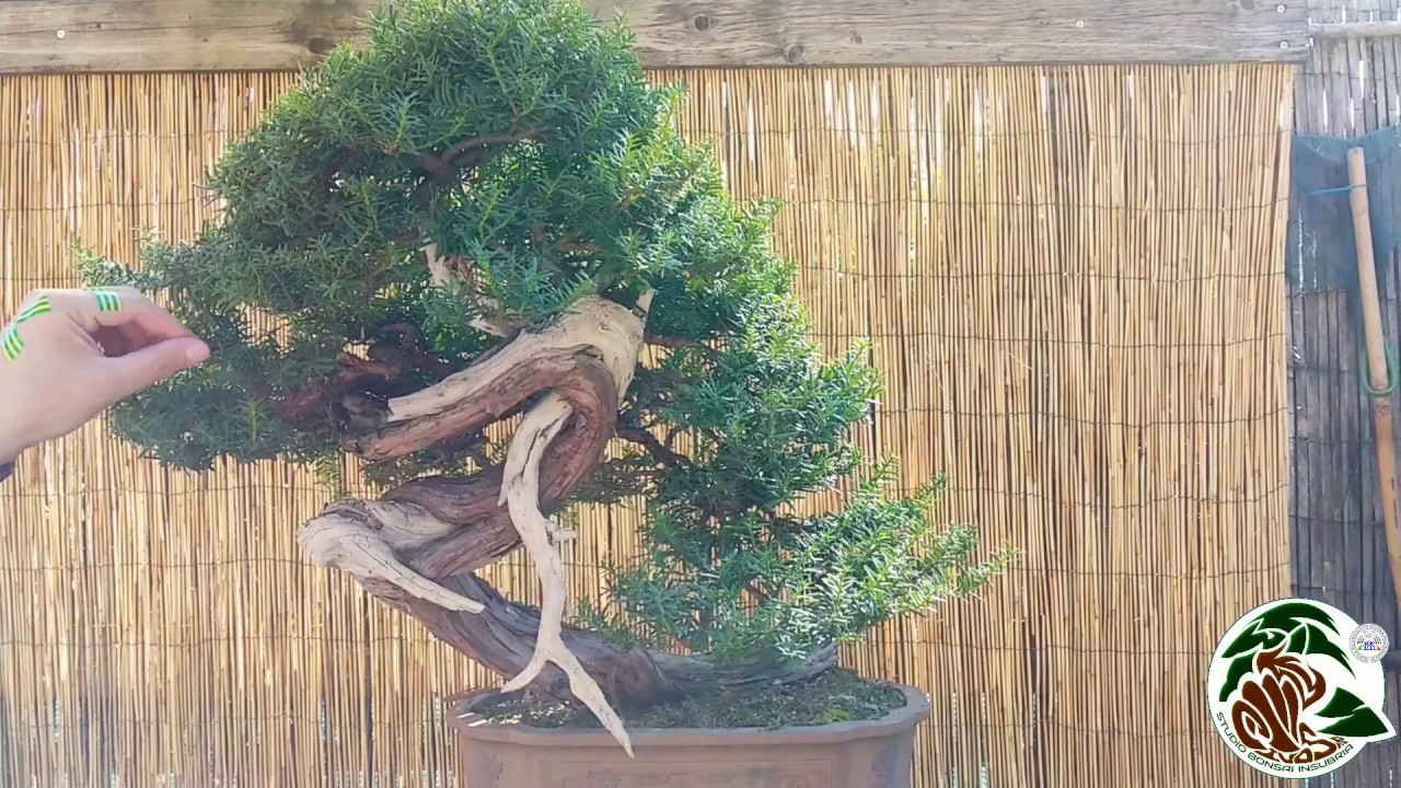 Dalla potatura all'estetica del bonsai e di tutto un po'