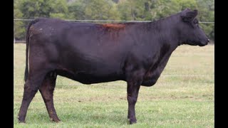 Commercial Angus/Balancer Bred Heifer Online at Tays Realty & Auction, LLC