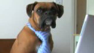 Incredible Pets Doing Amazing Things In Their Golden Years Thanks To Flexpet