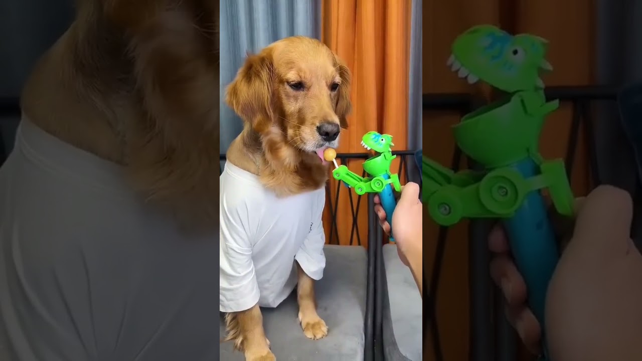 ⁣Dog: Just because I'm good-natured doesn't mean I won't bite! funny dog videos