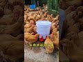 #科普 #饲养员日常 #搞笑 #科普 #饲养员日常 #搞笑 #百科密码 #animals #https #百科密码 #farming #duck #8bit #遊戲