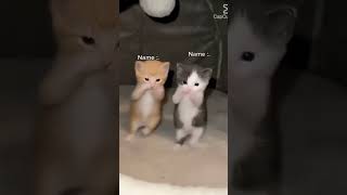 2 core kucing orange dan abu lagi ngedace wkwkw #cat #fypシ #funny #microartdotnet