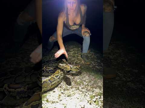 Tay Catches Huge Python! #florida #burmesepythons #snake #pythons #invasivespecies #snakecatcher