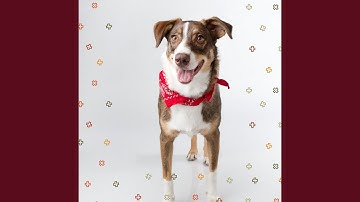 Pulsating Moods for Behaving Puppies