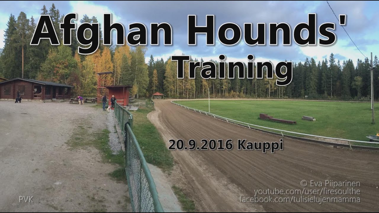 Afghan Hounds' Training in Tampere 20.9.2016