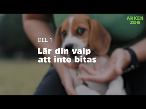 Video: Hur Man Stoppar En Valp Från Att Bita