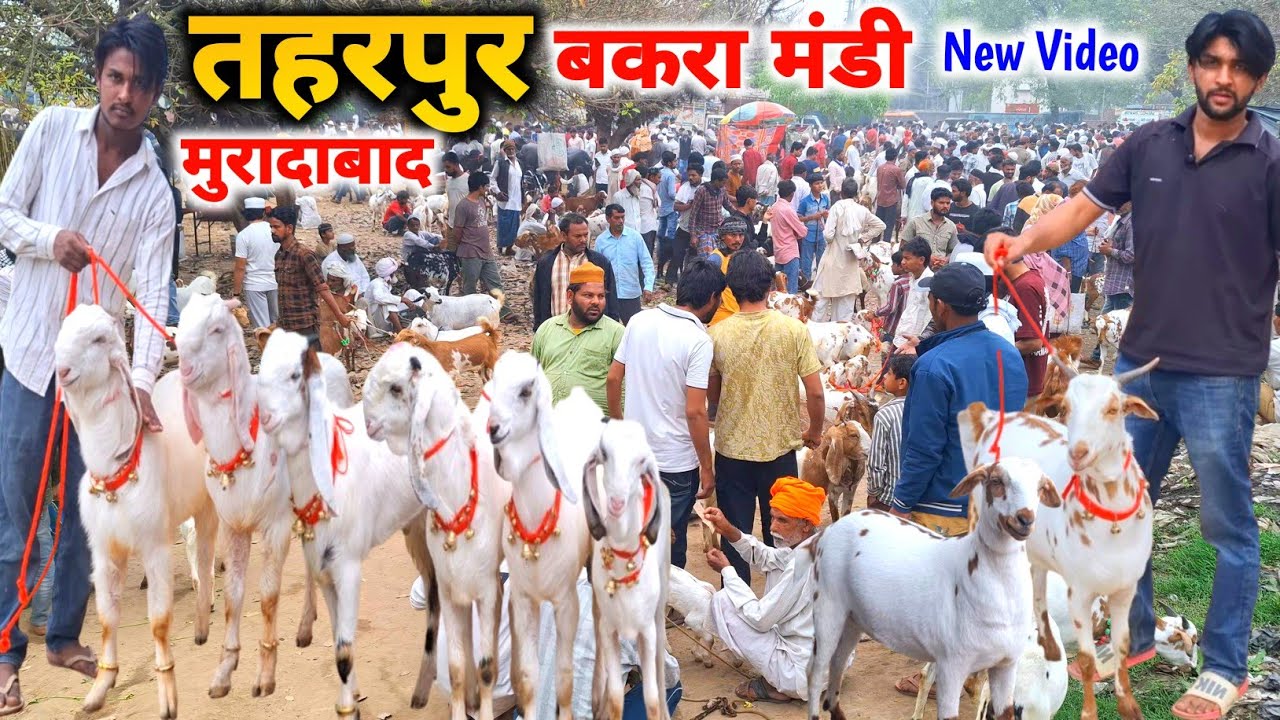 आज की तहरपुर बकरा मंडी |10 Mar 26 |Moradabad Taharpur Bakra mandi up live Update 