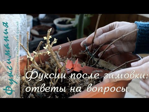 Фуксии после зимовки: ответы на вопросы