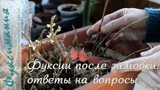 видео: Фуксии после зимовки: ответы на вопросы картинка: Фуксии после зимовки: ответы на вопросы