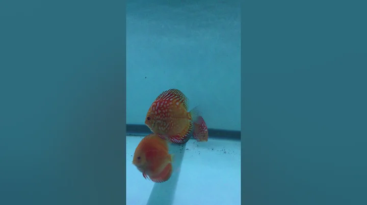 Quick video of juvenile discus from Steve Martinich