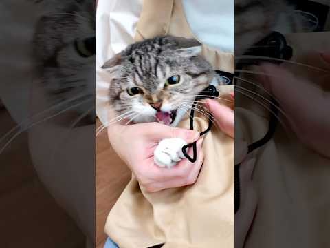 ニトリの爪切りエプロンを使えばシャーシャーキャットなりっちゃんでも大人しく爪切りできるのか？🤣🤣🤣 #猫