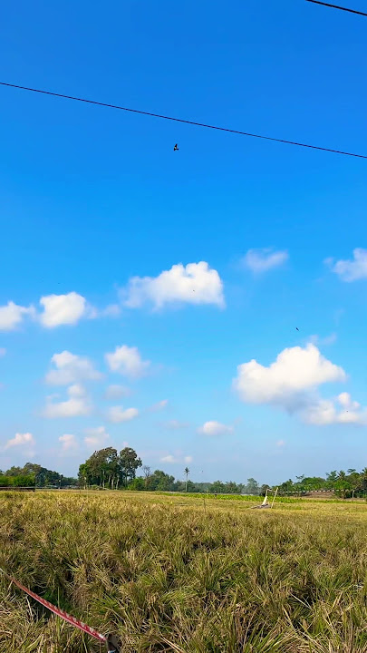 Naros hamparan padi di desa
