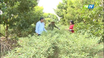 Thu nhập khá từ trồng cây ăn quả xen canh cây dược liệu