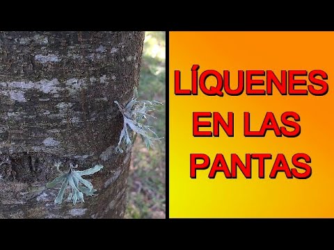 Video: ¿Qué es un liquen de árbol?