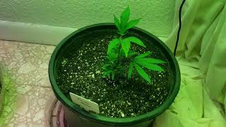 Indoor Cannabis Grow Update Grow Room