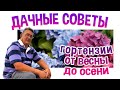 ДАЧНЫЕ СОВЕТЫ - КРУПНОЛИСТНЫЕ ГОРТЕНЗИИ /от весны до осени/В  средней полосе России